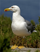 Gavinot argentat mediterrani (Larus michahellis)