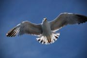 Gaviota patiamarilla ( larus cachinnans )