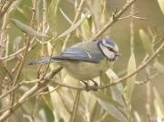 Mallerenga blava, herrerillo común (Parus caeruleus)