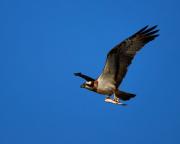 Aguila pescadora ( Pandion Haliaetus )