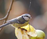 Mallerenga blava ( Parus caeruleus )