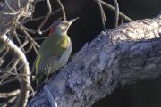 picot verd (Picus viridis)