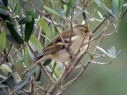 Pinsana, pinzona (Fringilla coelebs)