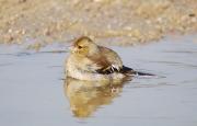 Pinsà comú (Fringilla coelebs)