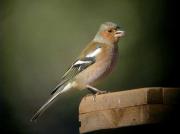 Pinsà, pinzón (Fringilla coelebs)