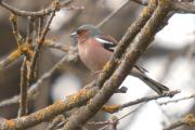 pinsá mascle (Fringilla coelebs)