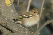 pinssana (Fringilla coelebs)