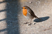 Pit roig (Erithacus rubecola)