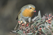 pitroig (erythacus rubecula)