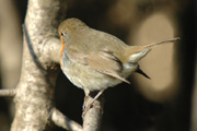 pitroig (erythacus rubecula)