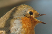 retrat de pitroig (erythacus rubecula)