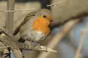 pitroig (Erythacus rubecula)