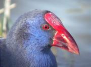 Polla blava, calamón (Porphyrio porphyrio)