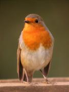 Pit-roig, petirrojo (Erithacus rubecula)