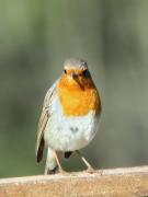 pit-roig, petirrojo (Erithacus rubecula)