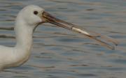 Espátula (Platalea leucorodia)