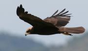 Aguilucho lagunero (Circus aeroginosus)