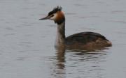 Somormujo lavanco (Podiceps Cristatus)