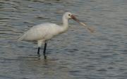 Espátula (Platalea leucorodia)