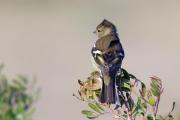 Pinsà comú (Fringilla coelebs)