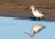 siseta cendrosa (xenus cinereus)