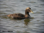 eider