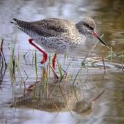 Gamba roja pintada, archibebé oscuro, spotted redshank (Tringa erythropus)