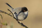 tallarol capnegre mascle (Sylvia melanocephala)