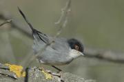 tallarol capnegre mascle (Sylvia melanocephala)