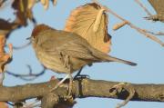 tallarol de casquet femella (Sylvia atricapilla)