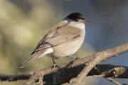 tallarol de casquet mascle (Sylvia atricapilla)