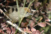 tallarol de casquet (sylvia atricapilla) fem.?