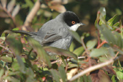 tallarol capnegre (sylvia melanocephala)