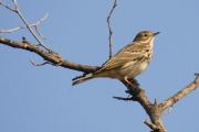 titella (Anthus pratensis)