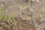 titella (Anthus pratensis)