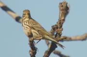 titella (Anthus pratensis)