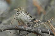 titella (anthus trivialis)?