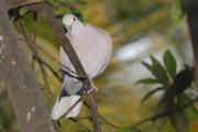 tortora turca (Streptopelia decaocto)