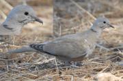 tortora turca (Streptopelia decaocto)