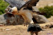 Desde el Paraiso V - Trencalós - Quebrantahuesos (Gypaëtus barbatus)