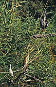 Tres Garzas