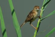 trist (Cisticola juncidis)