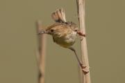 trist, buitron (Cisticola juncidis)