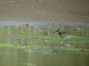 Territ variant, correlimos común ( Calidris alpina)