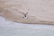 Garsa de mar (Haematopus ostralegus)