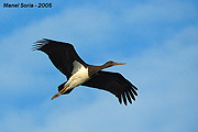 Joven cigueña negra volando