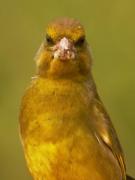 Verdum, verderón común (Carduelis chloris)