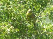 Verderola, escribano cerillo (Emberiza citrinella)