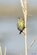 Gafarró - Verdecillo (Serinus serinus)