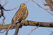 gratapalles femella (Emberiza cirlus)